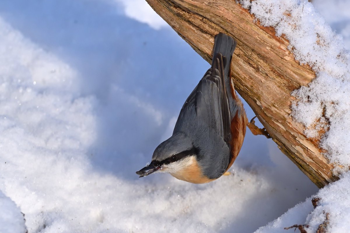A Eurasian nuthatch clings upside down to a branch, its bright orange belly contrasting with the white snow.

#SaturdayMorning #Winterwatch2024 #NatureBeauty #ARSCRY #photography