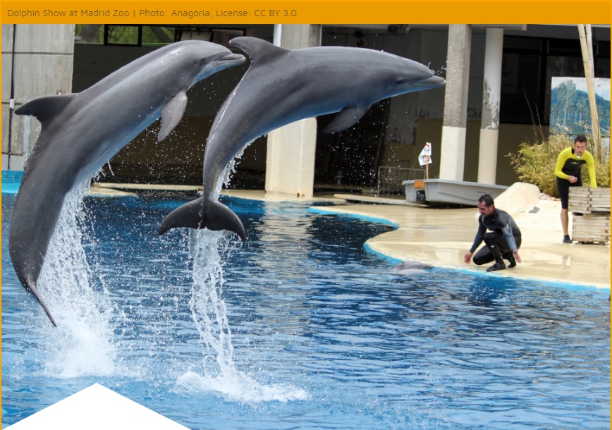 zoosmedia's tweet image. Die Klage vom .@zoomadrid hat offen gelegt: Tierrechtler können in Spanien jeden Blödsinn über Zoos behaupten ohne dafür belangt werden zu können. Ein Fehler im System 👉 zoos.media/medien-echo/sp…

#zoomadrid #tierrechtler #fakenews 🦓