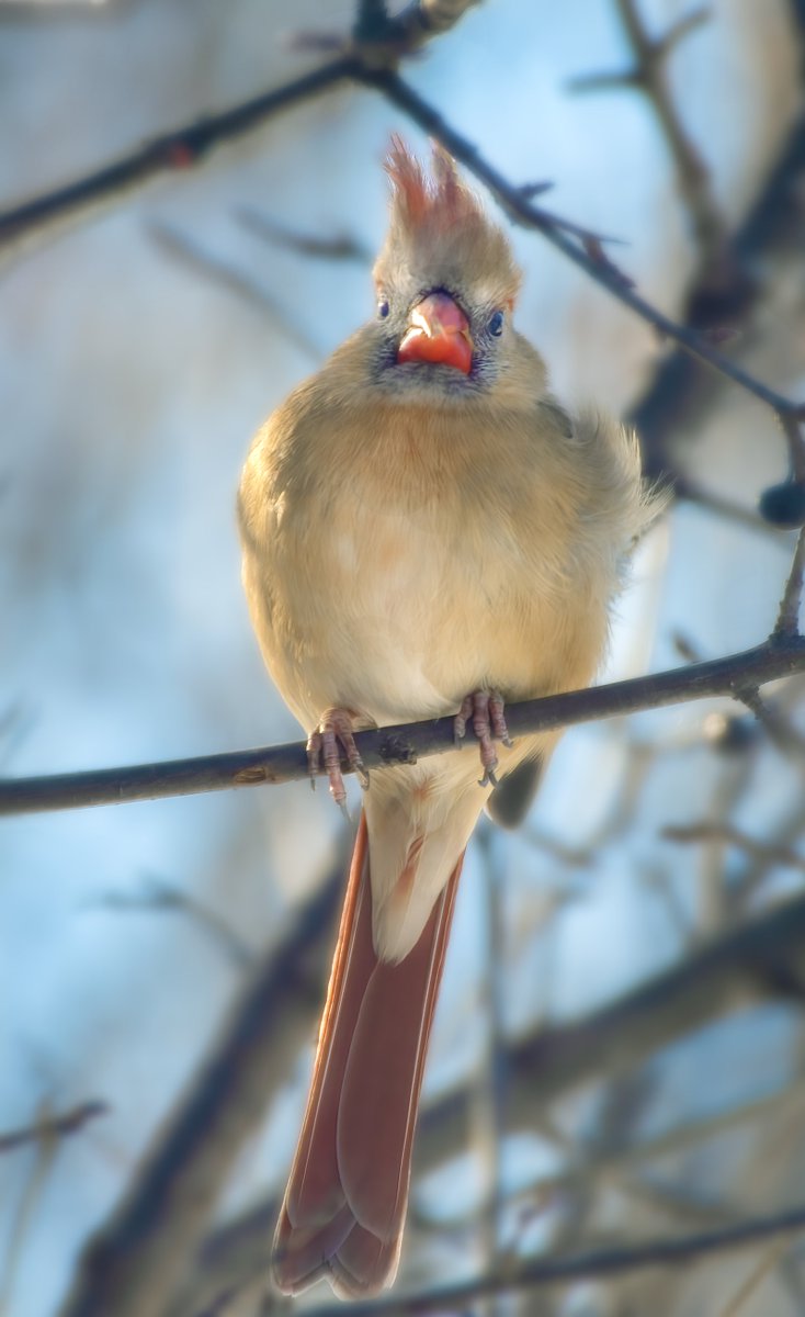 In a cold winter morning, an elegant Northern Female Cardinal perches delicately, feathers slightly puffed to ward off the chill. Resilient to winter, her gaze appears to communicate however the briskness of the winter air #birdwatching #birdphotography #naturephotography