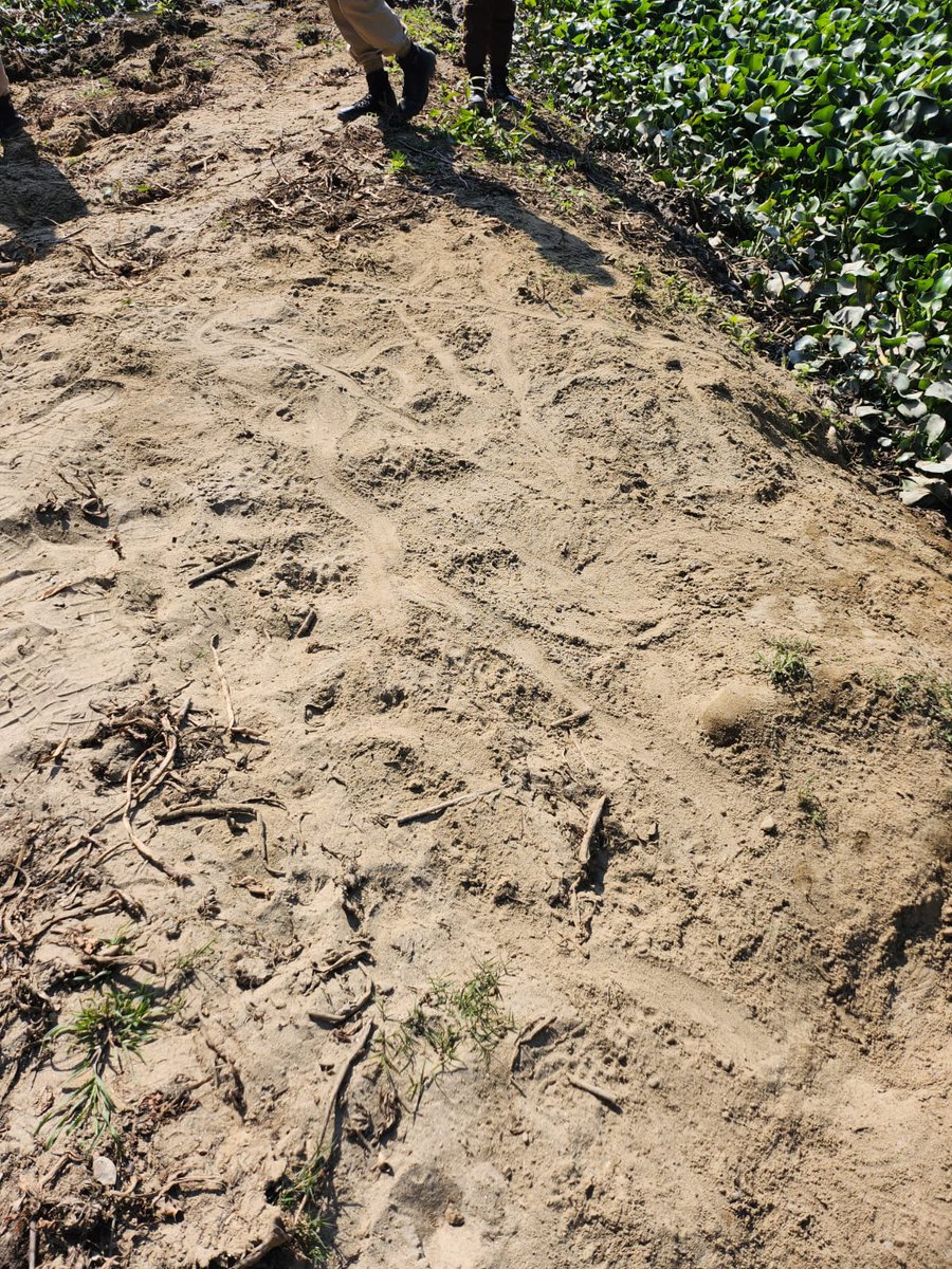 Kaziranga National Park & Tiger Reserve (@kaziranga_) on Twitter photo 🌿 Honored to have Dr. SA Hussein, the Otter man of India, share his expertise! 🦦 Today, our forest frontline gears up for an otter survey, marking the beginning of an exciting journey in wildlife conservation. 🌳 Stay tuned for updates! <a href="/wii_india/">Wildlife Institute of India</a> <a href="/IUCN_OSG/">OtterSpecialistGroup</a> #OtterSurvey 🌿 Honored to have Dr. SA Hussein, the Otter man of India, share his expertise! 🦦 Today, our forest frontline gears up for an otter survey, marking the beginning of an exciting journey in wildlife conservation. 🌳 Stay tuned for updates! <a href="/wii_india/">Wildlife Institute of India</a> <a href="/IUCN_OSG/">OtterSpecialistGroup</a> #OtterSurvey