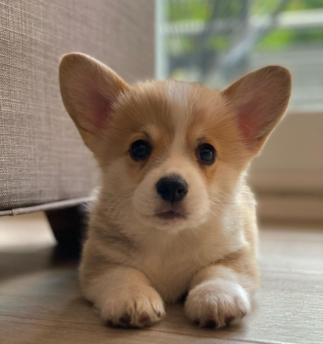 corgi world (@corgi_xworld) / Posts / X