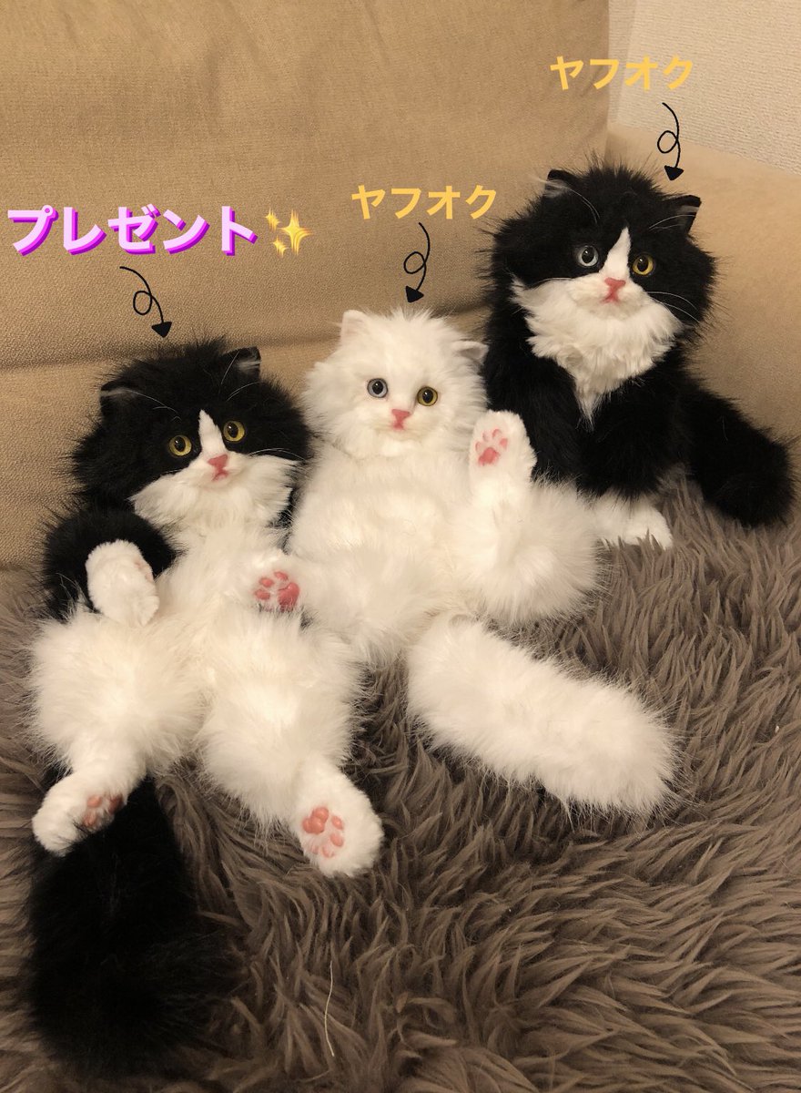 rik27xxx's tweet photo. 【プレ企画🎁✨】

日頃の感謝を込めて、写真左側の猫ちゃんを1名様にプレゼント🥳

▫️参加方法
フォロー&amp; リポスト&amp;このツイートに一言リプ
おちゃめもからのいいねで完了です。
（今回手動で抽選するので、集計のため何でも良いのでリプをお願いします🙇‍♀️）

▫️1月25日(木)21時〆切

その他詳細↓ https://t.co/PITbhd7JJj