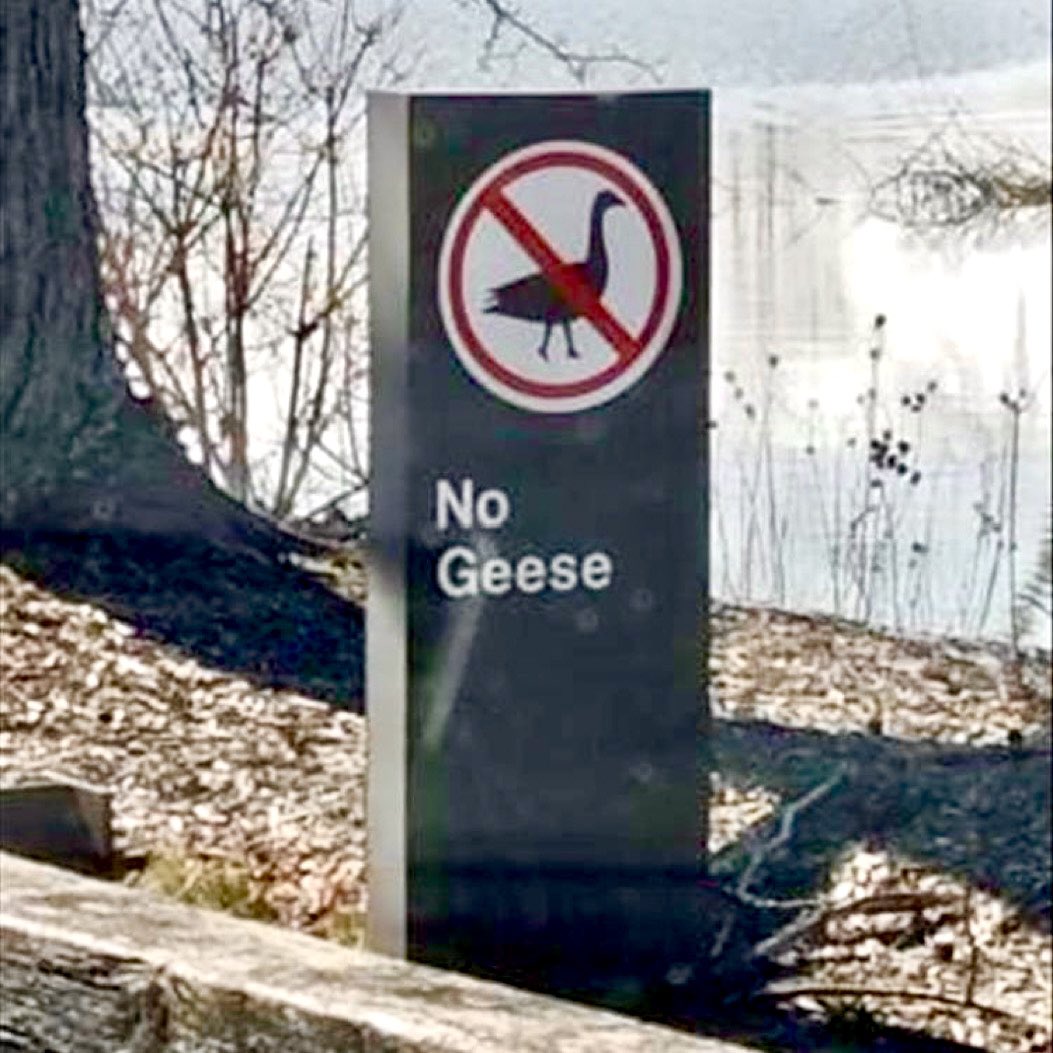 the need for the inclusion of the graphic is a sad reminder of the shockingly low literacy rate among geese