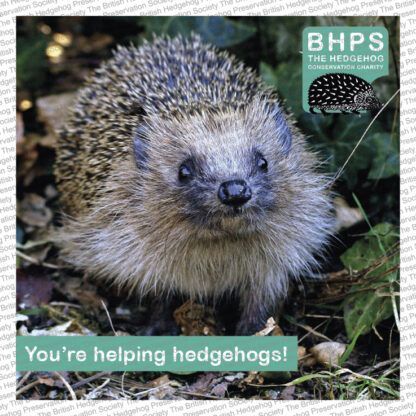 Want to give something back to #hedgehogs?
🦔

Make a donation on behalf of a loved one & they'll receive an exclusive BHPS gift card featuring #hedgehog facts, #wildlife welfare advice & #conservation tips!
 
Visit our shop 👉 buff.ly/48jXLOS

#ShopSaturday #GiftInspo