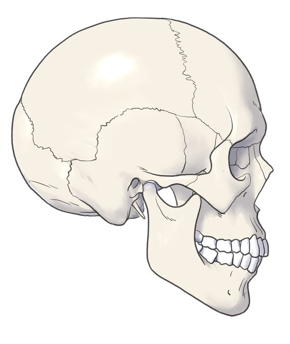 「skeleton」 illustration images(Latest｜RT&Fav:50)｜3pages