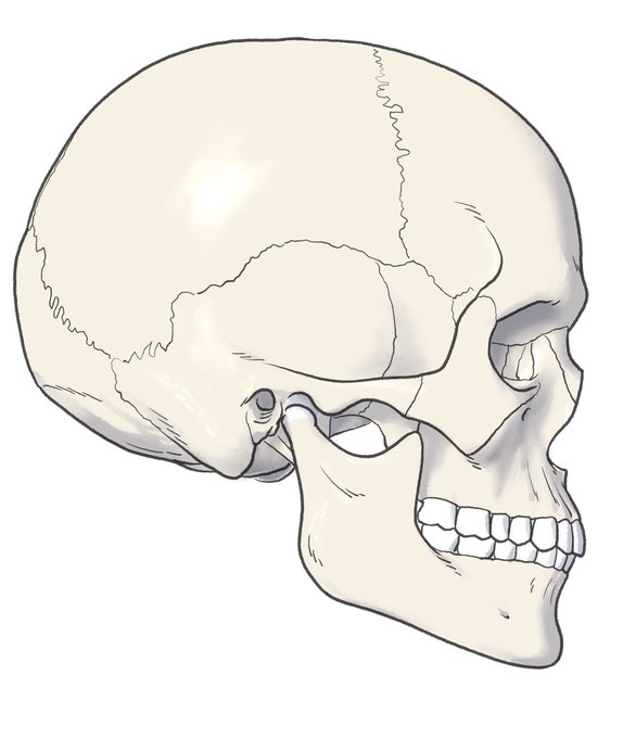 「skull」 illustration images(Latest｜RT&Fav:50)｜5pages