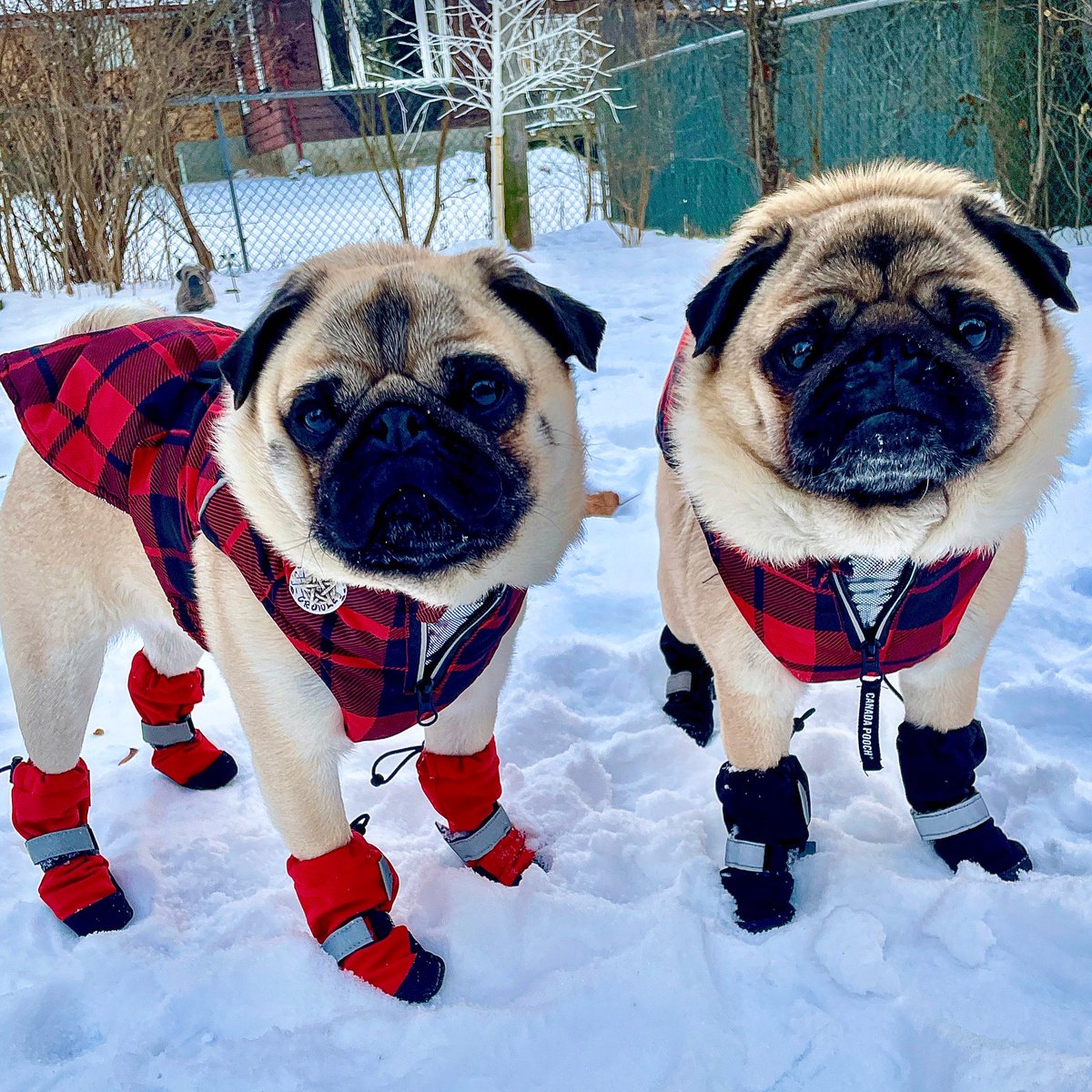 We bd “styling” ❣️😎

#pug #winter #dogfashion @CanadaPooch