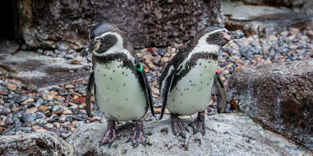 Happy #penguinawarenessday 🐧💚