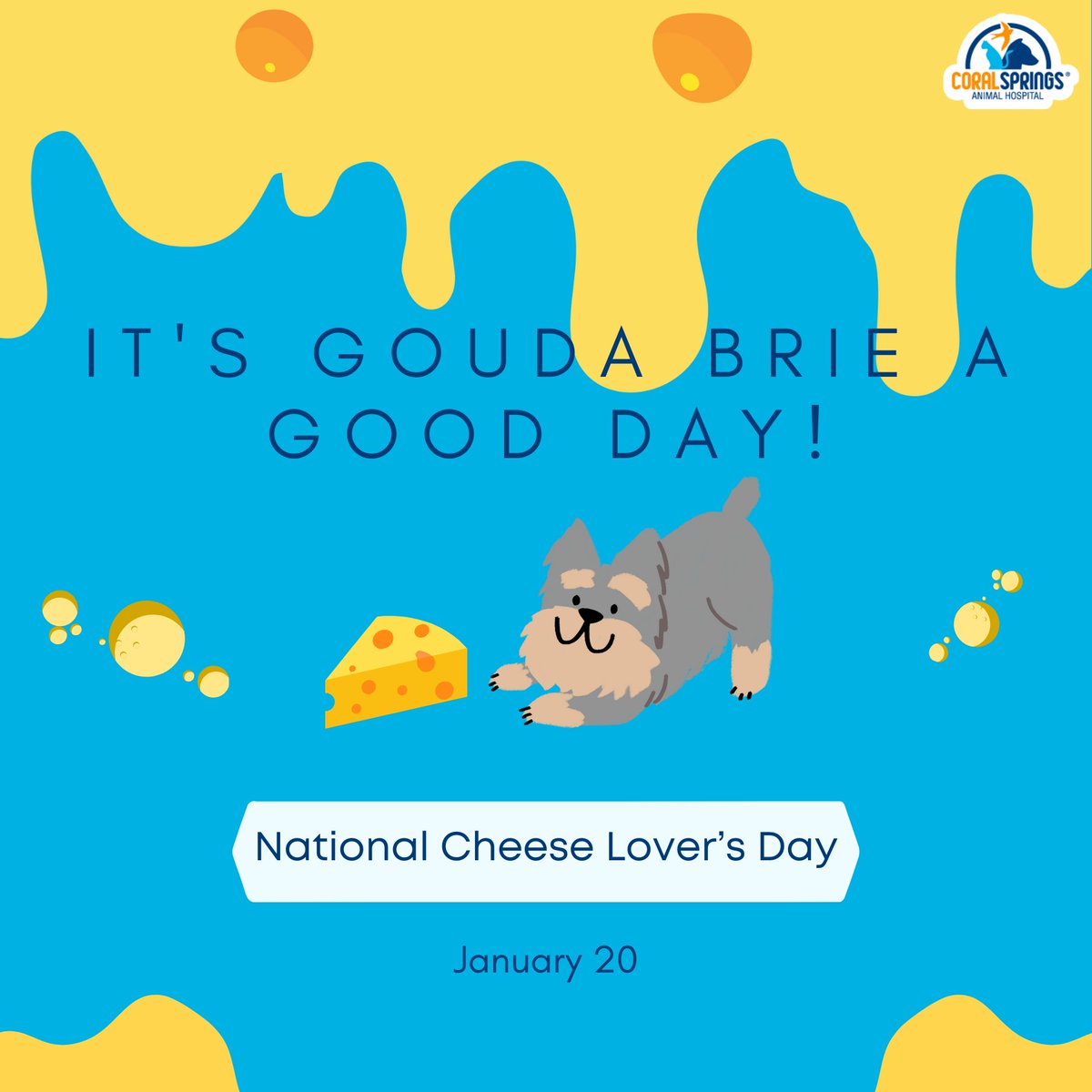 CSAnimalHosp's tweet image. Happy National Cheese Lovers Day! 
🧀🐾 Cheese can be a delightful snack or a clever disguise for medications. Share the cheesy love today! #CheeseLoversDay
