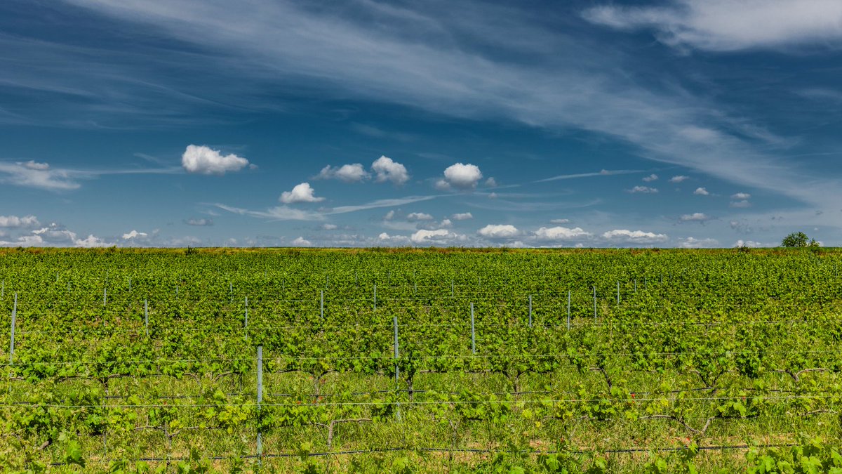 18. The oldest wine property in Spain is located in Navarra.

Called Propiedad de Arínzano, and founded in the year 1055.