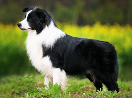 11caselli's tweet photo. @AqueleDuduAli me perdoe mas vc esta errado pra krl
a onca eh o bixo mais rapido do planeta, n tem ninguem q pegue ela na corrida
volante tem claramente q ser um cachorro, tp um pastor alemao ou um boder collie https://t.co/gBZn1i8ude