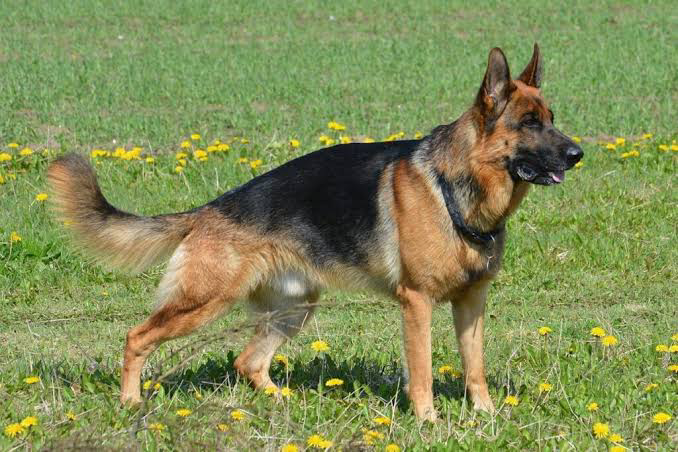 11caselli's tweet photo. @AqueleDuduAli me perdoe mas vc esta errado pra krl
a onca eh o bixo mais rapido do planeta, n tem ninguem q pegue ela na corrida
volante tem claramente q ser um cachorro, tp um pastor alemao ou um boder collie https://t.co/gBZn1i8ude