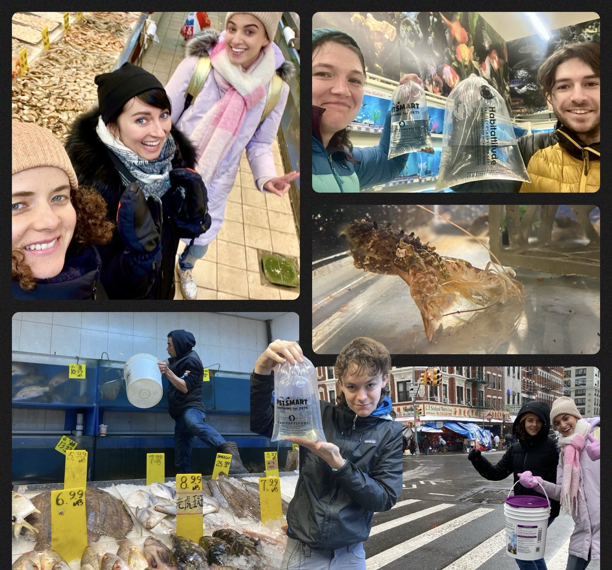 Life of a cuttlefish scientist: 
Winter storm blocked all shrimp shipments, leaving our cuttlefish in urgent need of food. Enter Project Arctic Air Mass 🌬️: the team bought every ghost shrimp in NJ, Bklyn &amp; Manhattan Petsmarts &amp; Chinatown provided 2 kg of MASSIVE live shrimp 🦐💕