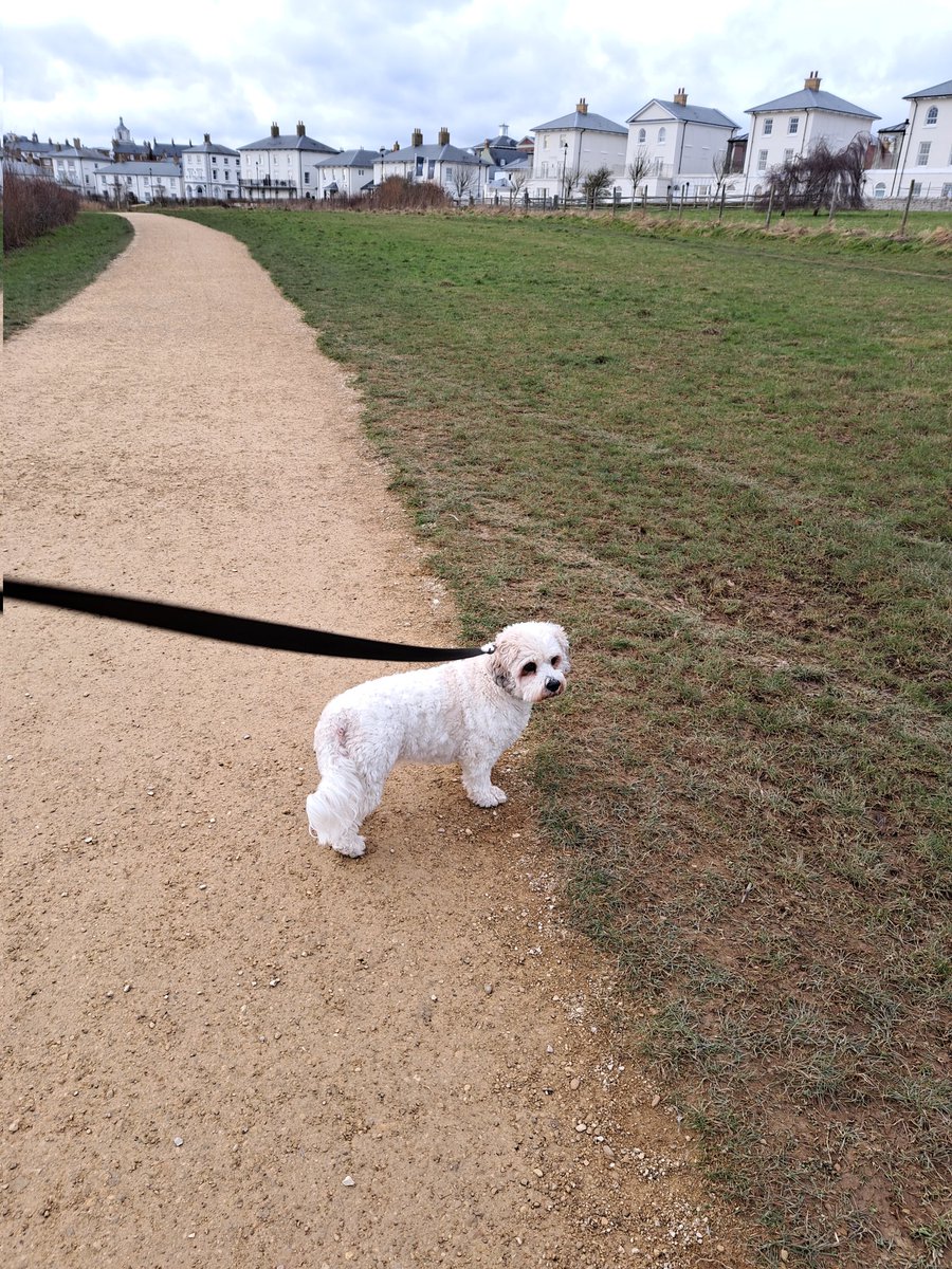 TammyMerlin's tweet photo. On patrol at #Poundbury today. Ear-flappingly windy but can report no zombies present 🐾🐾 #ZSHQ https://t.co/sZzKEk8Huc