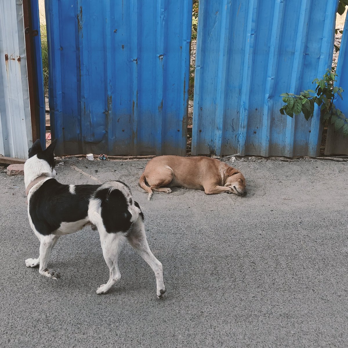 muthu_tara's tweet photo. Girl Interrupted: A story in 4 frames.
#taraclicks #urbanphotos #urbanclicks #dogsofchennai #dogs #streeties https://t.co/mAFl0GbeLj