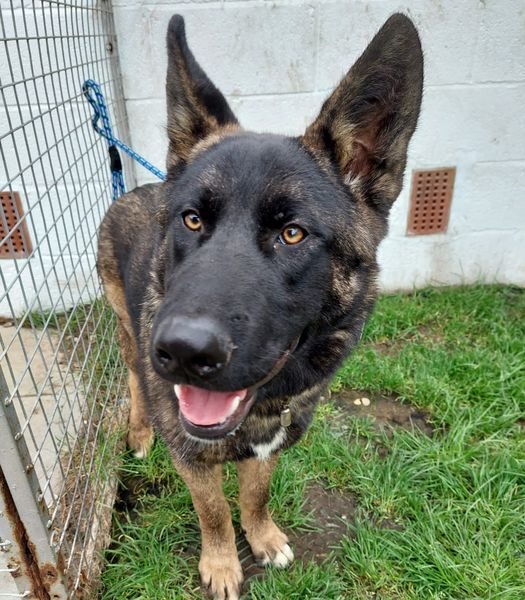 gsrescueelite's tweet photo. Luca is 14mths old and this boy has a super, sweet temperament, Luca can live with older kids and other #dogs and needs a chance please 
#GermanShepherd #Notts 
https://t.co/xIGPy5R2cD https://t.co/QMi4GcHgN6