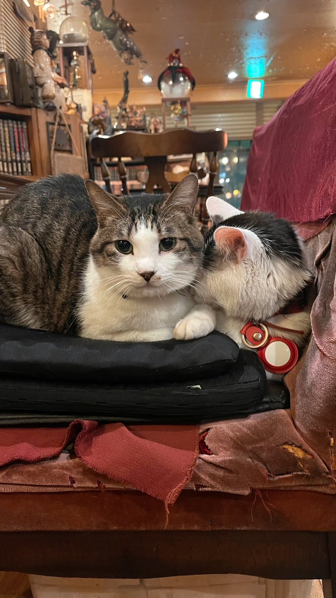 cafearles1978's tweet photo. 日曜日はお休みだにゃ🐈✨💖
椅子が、、、笑😆😆😆 https://t.co/dXTz45wZux