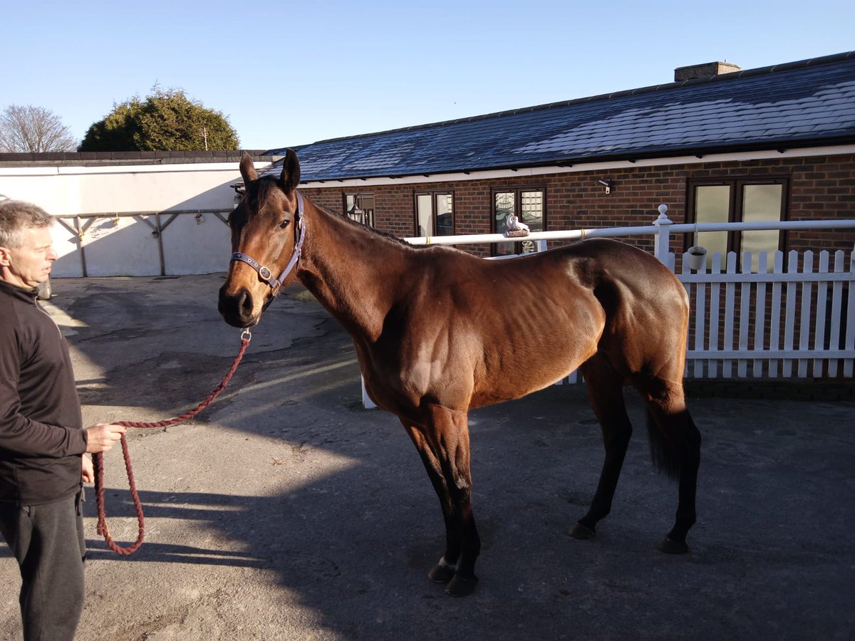 FREE Lease shares are available in our recent purchase from Ireland..4yo Bay Filly..Apple A Dey!..Purchased out of the Henry De Bromhead stable,and placed in the yard of Mark Hoad.. allweatherracing.co.uk/apple-a-dey