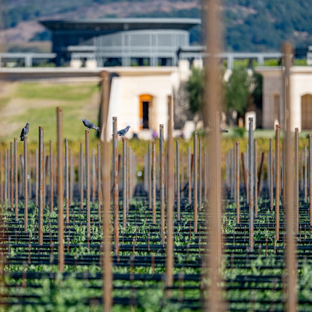 In: improvement 
To help our Napa Valley habitat, we are seeding wildflowers in empty spaces to support bees, insects, and birds. Winemaker Michael Silacci says, "Wine should express itself. It should tell you where it came from.” We hope future generations taste the difference.