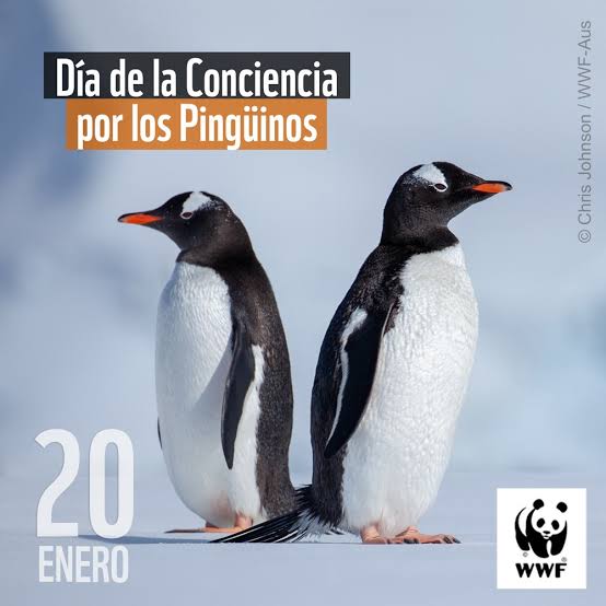 Día del pingüino