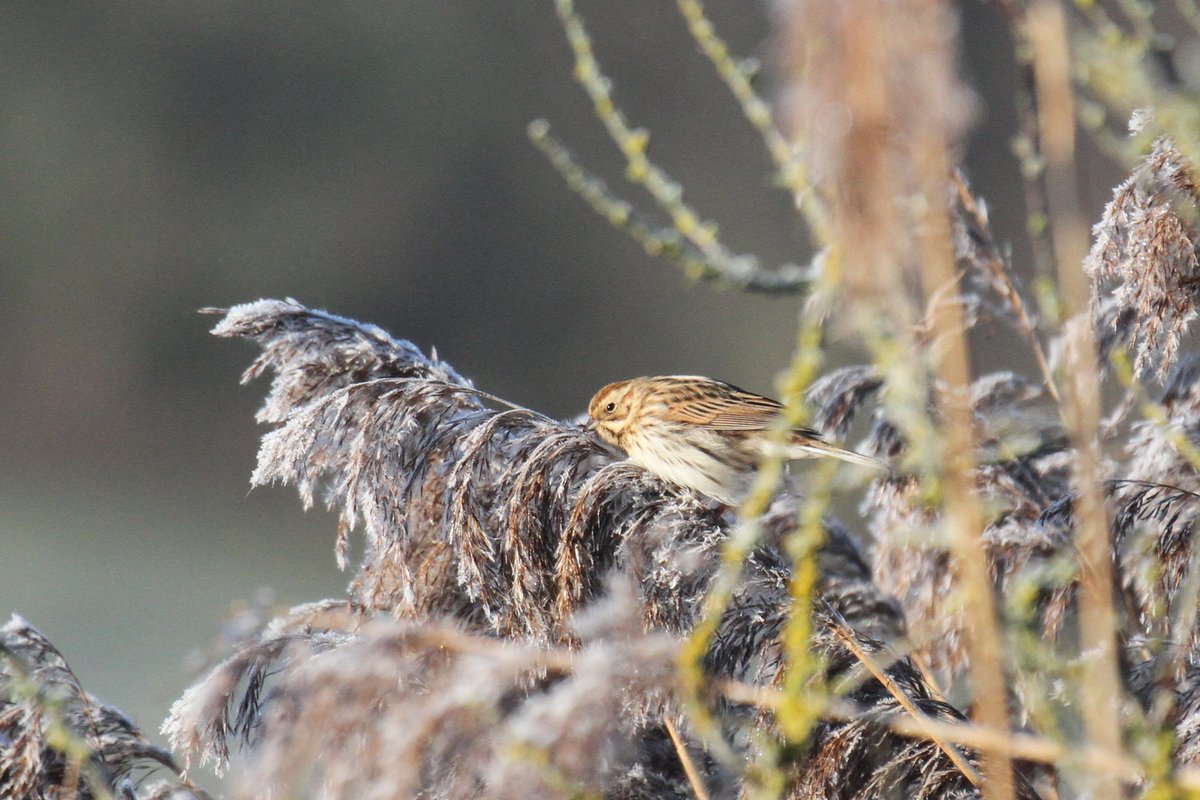 Beautiful frosty morning at Combe Valley CP y'day. Wildfowl gathered around pockets of thawing ice inc 600 Teal, 200 Shoveler, 80 Pintail + this presumed Blue-winged x Cinnamon Teal hybrid. Also 12 Snipe, 5 Water Rail, 10 Reed Bunting &amp; a Water Pipit along the river path.