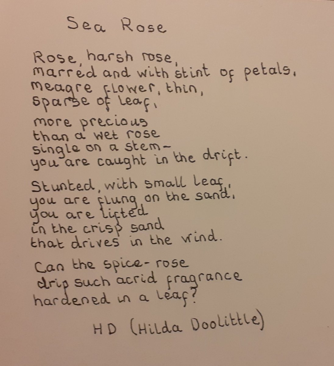 270. 'Sea Rose' by H.D.