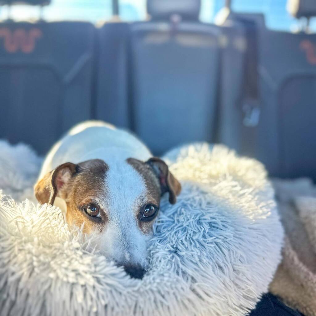 Back seat driver …. Front seat navigator. Either way, happy <a href="/savinggracenc/">Saving Grace Animals for Adoption</a> alums and BFFs. instagr.am/p/C2VZPmavc1X/