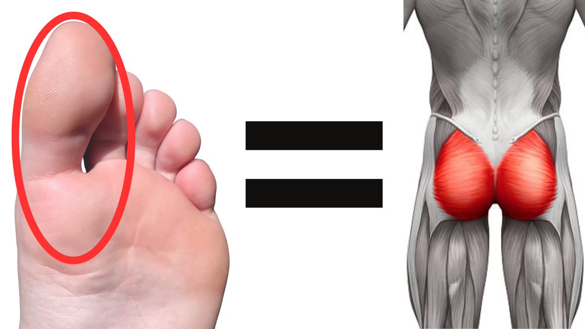 Conor_Harris_'s tweet photo. Your big toe is the key to unlocking glute activation.

And also aspects of hip mobility such as internal rotation.

Read why here: https://t.co/FmcP1sLc1n