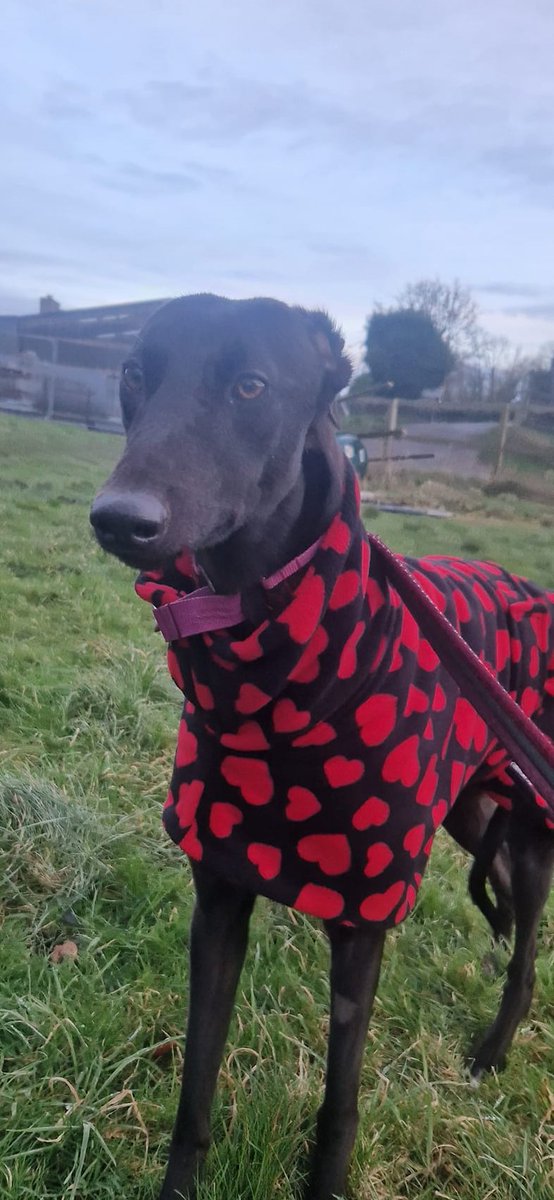 It has been a week of "Pointy Noses" at Heathlawn.

At 10 years old we believe Dolce has more than waited long enough for a chance to spend her remaining years  as "pet".

2 year old Gabbana will also find a whole new world, full of love &amp; adventures.