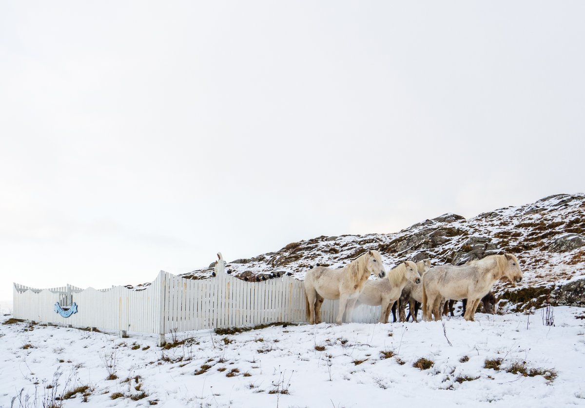 Eriskay Ponies taking shelter earlier in the week.

<a href="/EachNanEilean/">The Eriskay Pony Society Comann Each nan Eilean</a> #Eriskay #Ponies