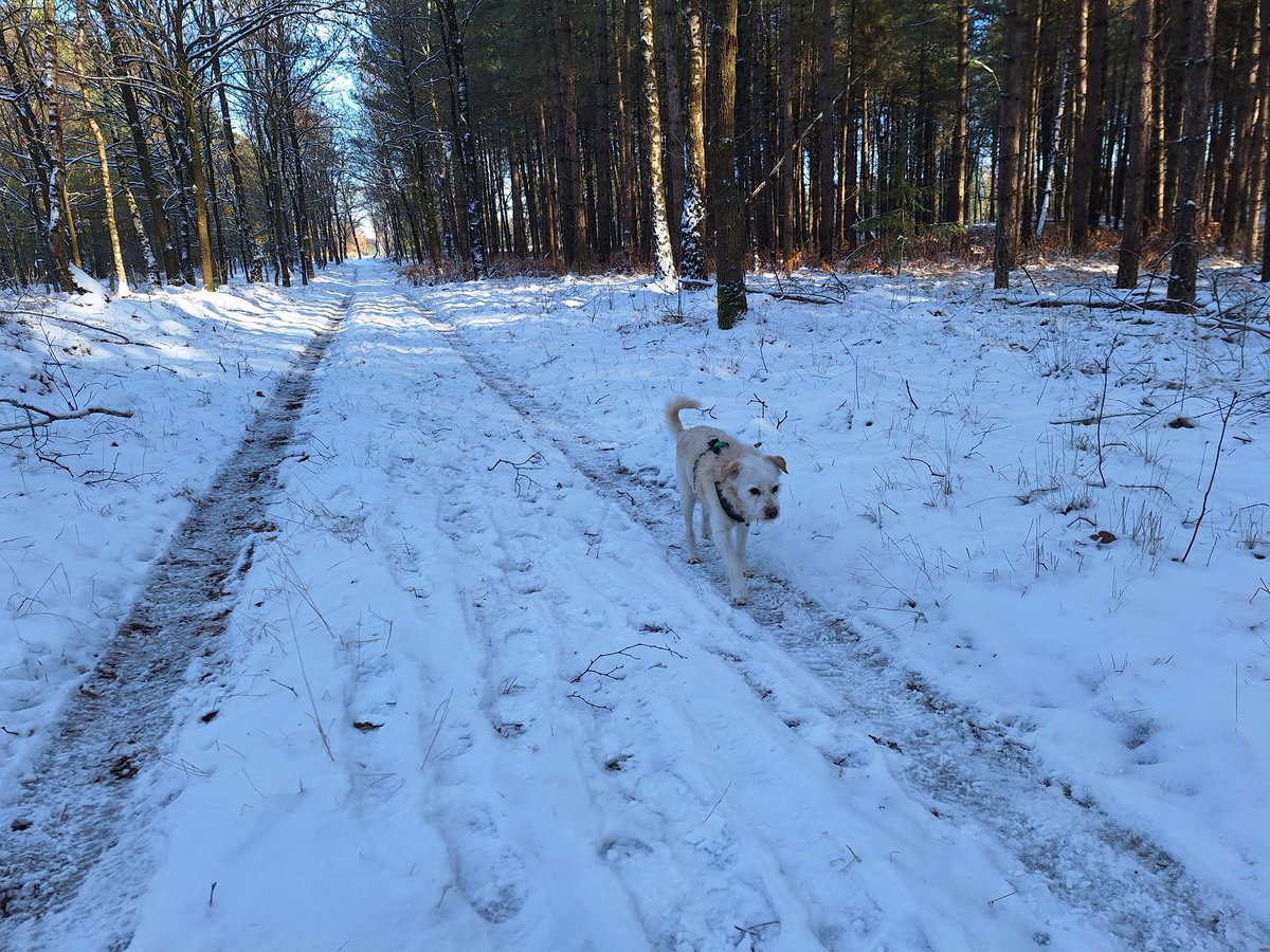BasEnBobbie's tweet photo. Lekker samen wandelen

Nice walk together

#wandelen #wandeling #samenwandelen #lekkerwandelen  #genieten #broertjes #walking #walk #walkingtogether #nicewalk #enjoy #enjoying #brothers #rescuedog #rescuedogs https://t.co/8SVtzoSagv