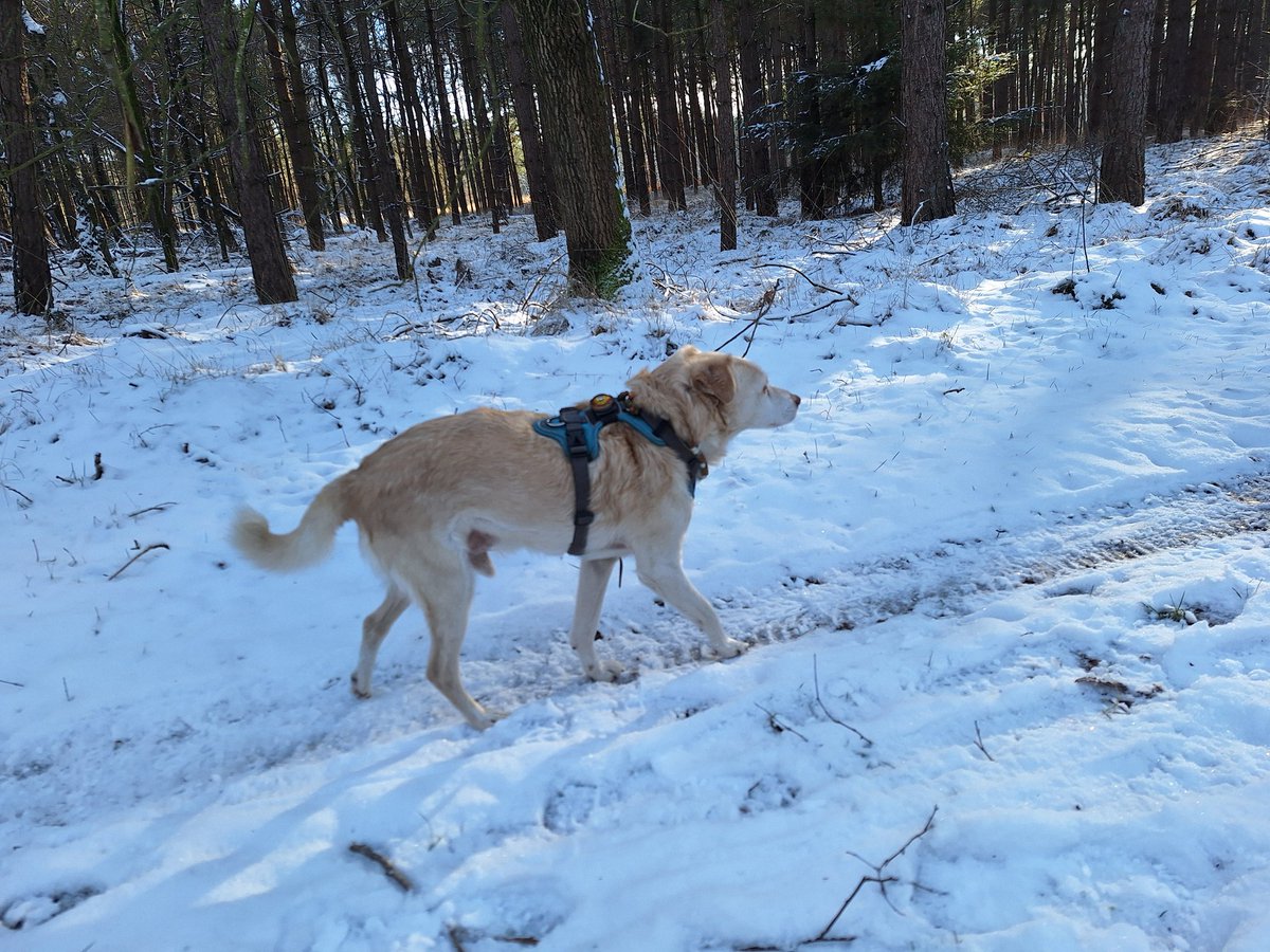 BasEnBobbie's tweet photo. Lekker samen wandelen

Nice walk together

#wandelen #wandeling #samenwandelen #lekkerwandelen  #genieten #broertjes #walking #walk #walkingtogether #nicewalk #enjoy #enjoying #brothers #rescuedog #rescuedogs https://t.co/8SVtzoSagv