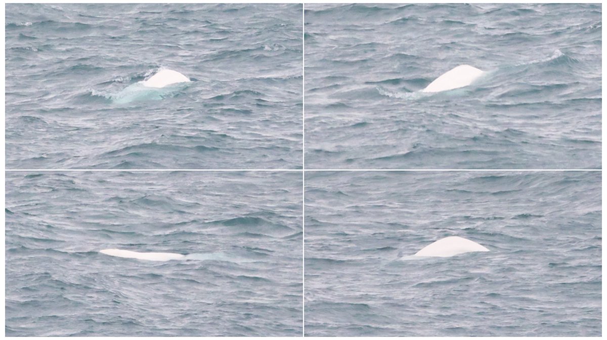 Beluga Whale showing distantly in the North Mainland of Shetland today. diving regularly for long periods so presumably feeding well. #Beluga #Shetland #Cetaceantick 😎🥶👍