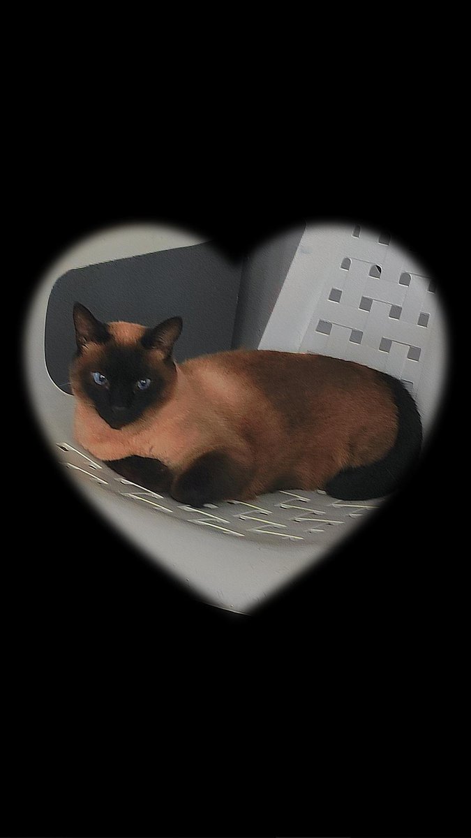 Escritoralissy's tweet photo. 🩶Zeus🐈‍⬛🐾 https://t.co/6jgbgYvAcQ