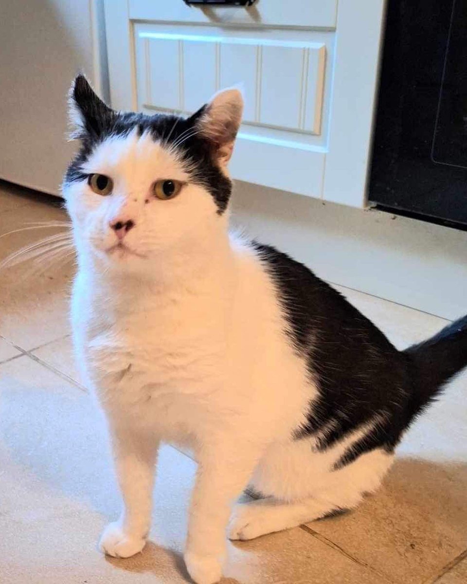 Gorgeous golden oldie Sir Hector has gone to his fab furever home 🏡 😺

#cat77dsb #AdoptDontShop #oldercats #goldenoldie #fureverhome #catrescue #rescuecat