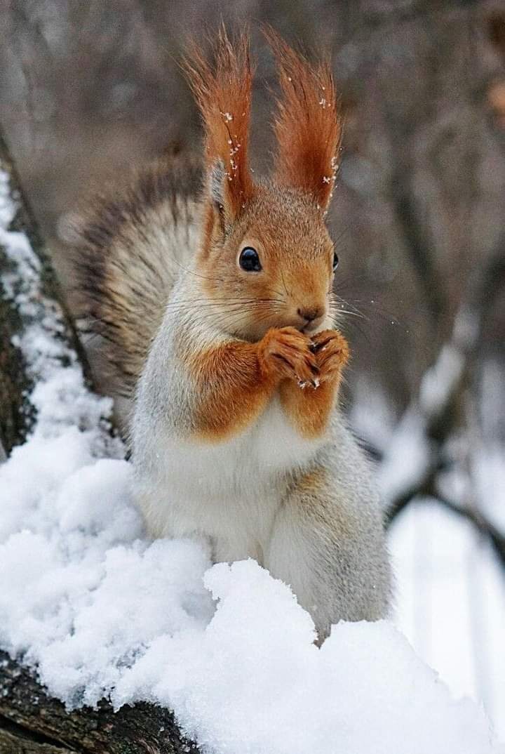 So beautiful squirrel ❤️🐿️

Perfect shoot 📷