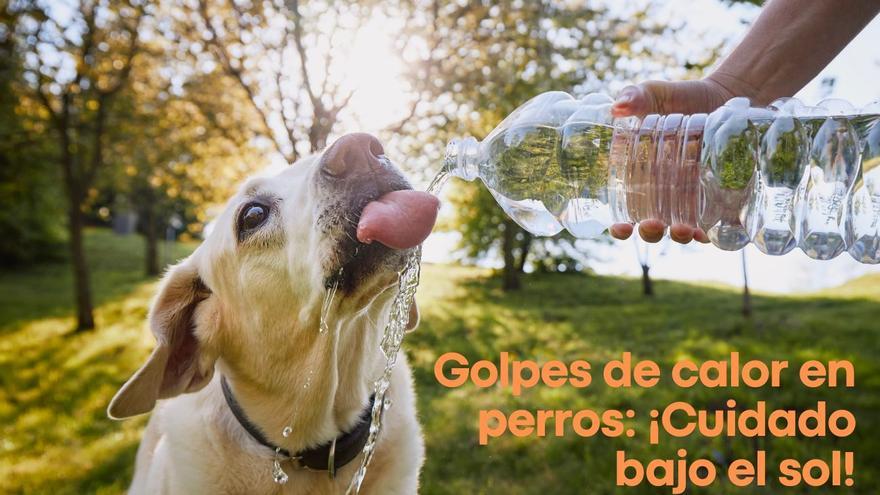 ISAPET's tweet image. Calor ya muy intenso en Santiago, zona Central en general, y sorprende ver personas paseando a sus mascotas, con gran riesgo de golpe de calor y sufrir quemaduras en sus patitas. Por el bien de ellas no lo hagan hasta que baje el sol.
#mascotas #perros #dogslovers