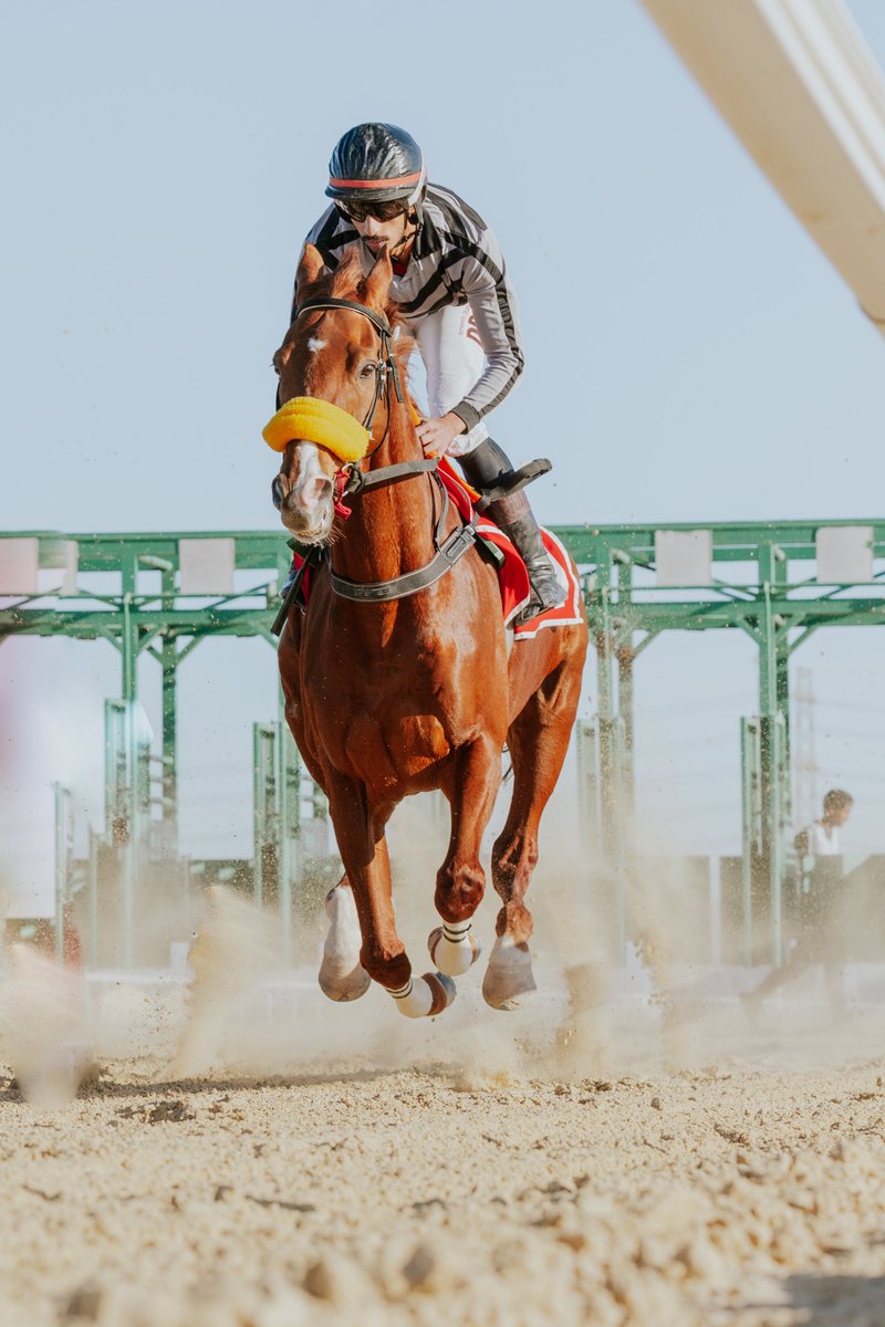 JubailHT's tweet photo. 📸|
وقع حافرها طرب 
يصنع بقلبي عجب  ♥️🏇 https://t.co/AXozAHtHU3