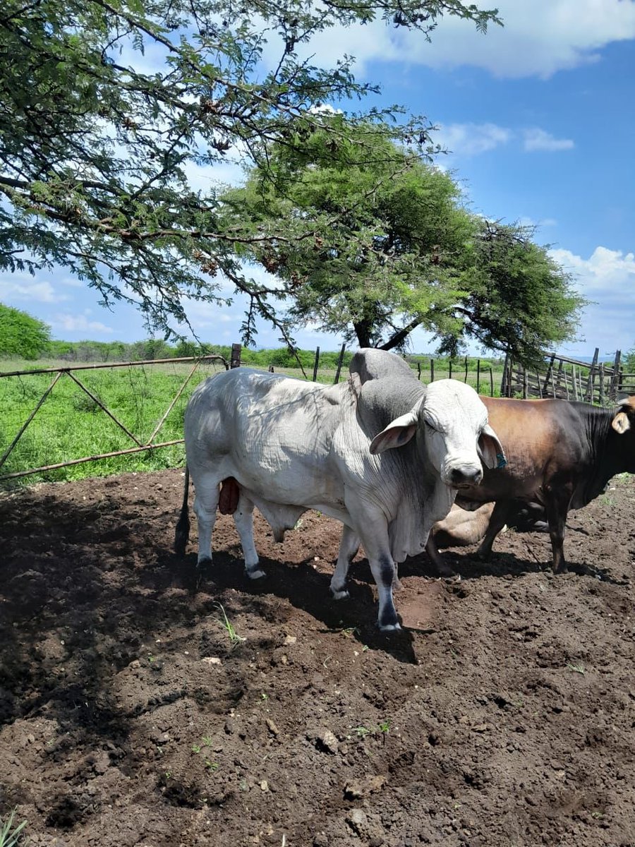 ItuMadiege's tweet photo. My friend is selling this Bull for R37k. Transport excluded. Serious buyers only!
Location: Limpopo, Burgersfort https://t.co/XwCBdPpzCs