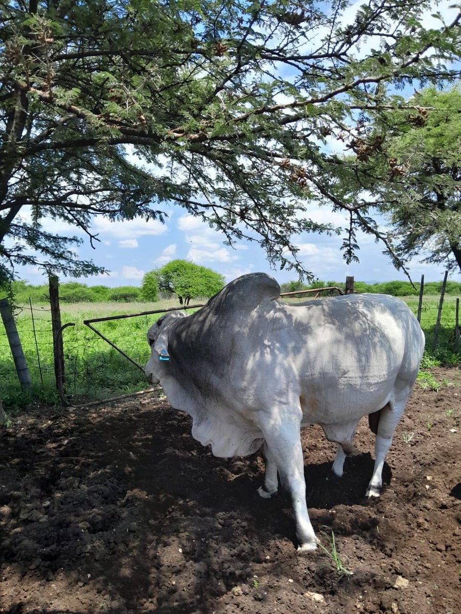 ItuMadiege's tweet photo. My friend is selling this Bull for R37k. Transport excluded. Serious buyers only!
Location: Limpopo, Burgersfort https://t.co/XwCBdPpzCs