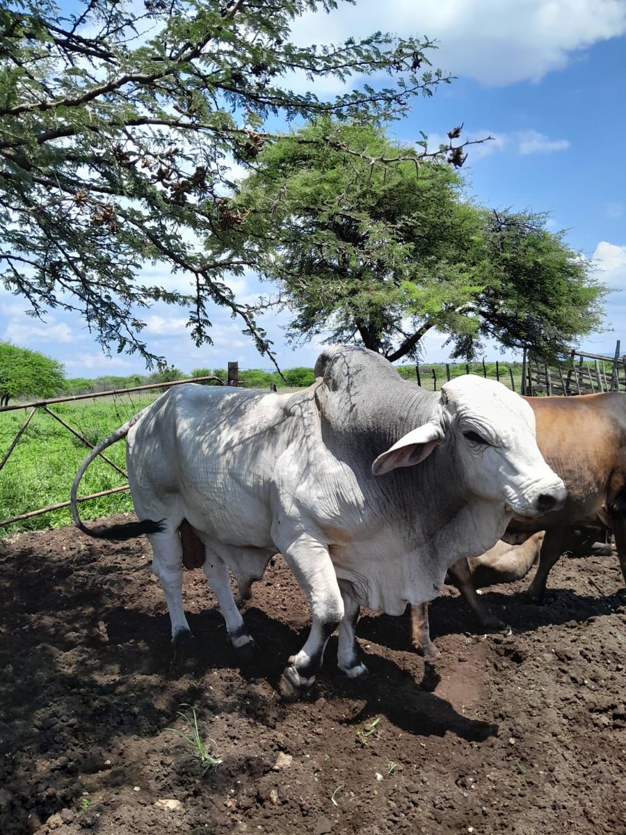 ItuMadiege's tweet photo. My friend is selling this Bull for R37k. Transport excluded. Serious buyers only!
Location: Limpopo, Burgersfort https://t.co/XwCBdPpzCs