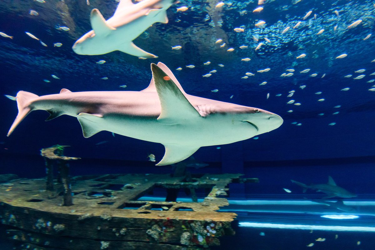 VisitCCTexas's tweet photo. All across the Gulf Coast Capital, you're bound to find a unique attraction to explore!
Check out these must see places you should visit on your next trip to Corpus Christi: https://t.co/7qsxIZH3XT
#CorpusChristi #GulfCoastCapital #SeeCC https://t.co/StA7IV3KkA
