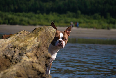 WeltResa's tweet photo. Der #BostonTerrier - Ein #Spielkamerad für die ganze Familie. Eine Rasse, die sich durch ihren charmanten Charakter und ihre Anpassungsfähigkeit auszeichnet. 
https://t.co/WXhZFoh8mG 
#dog #hund #Animal https://t.co/CiuvNXcYUb