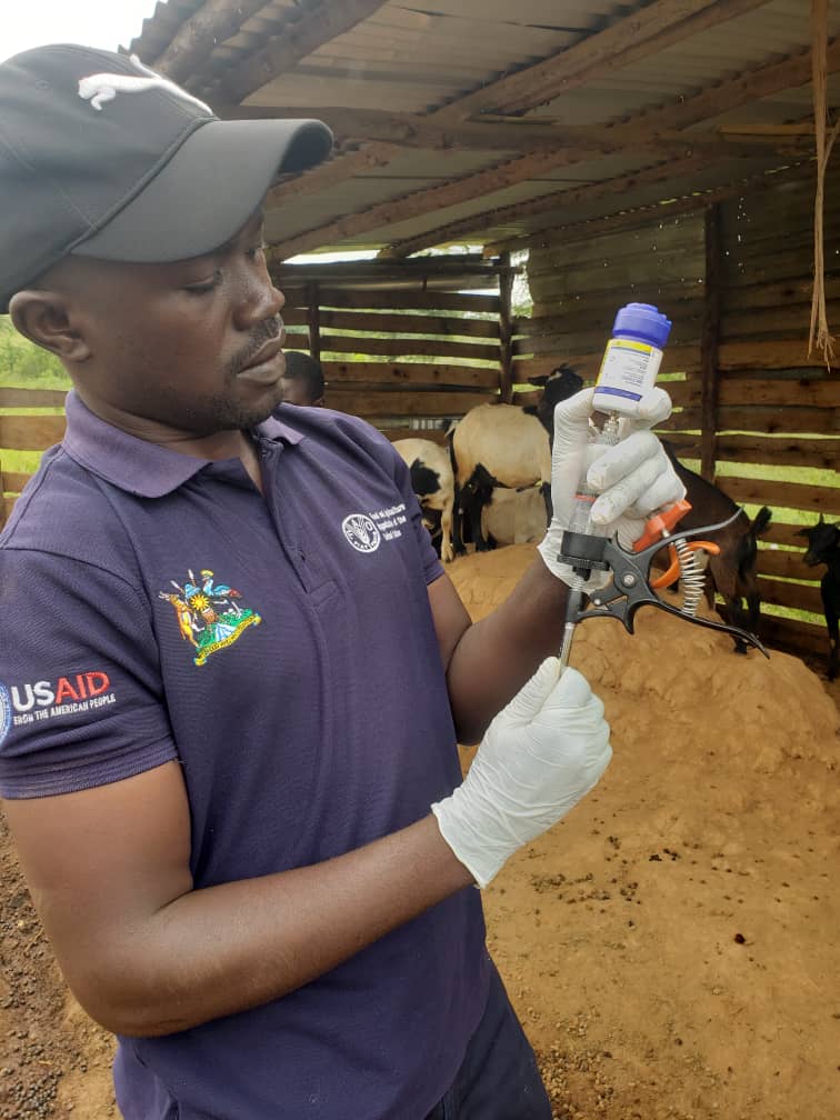 livestockinfor3's tweet photo. Endo and ectoparasites management is very key in profitable goat management. 
@ https://t.co/AB6UL2w8tz. https://t.co/RlHlbvz8o2