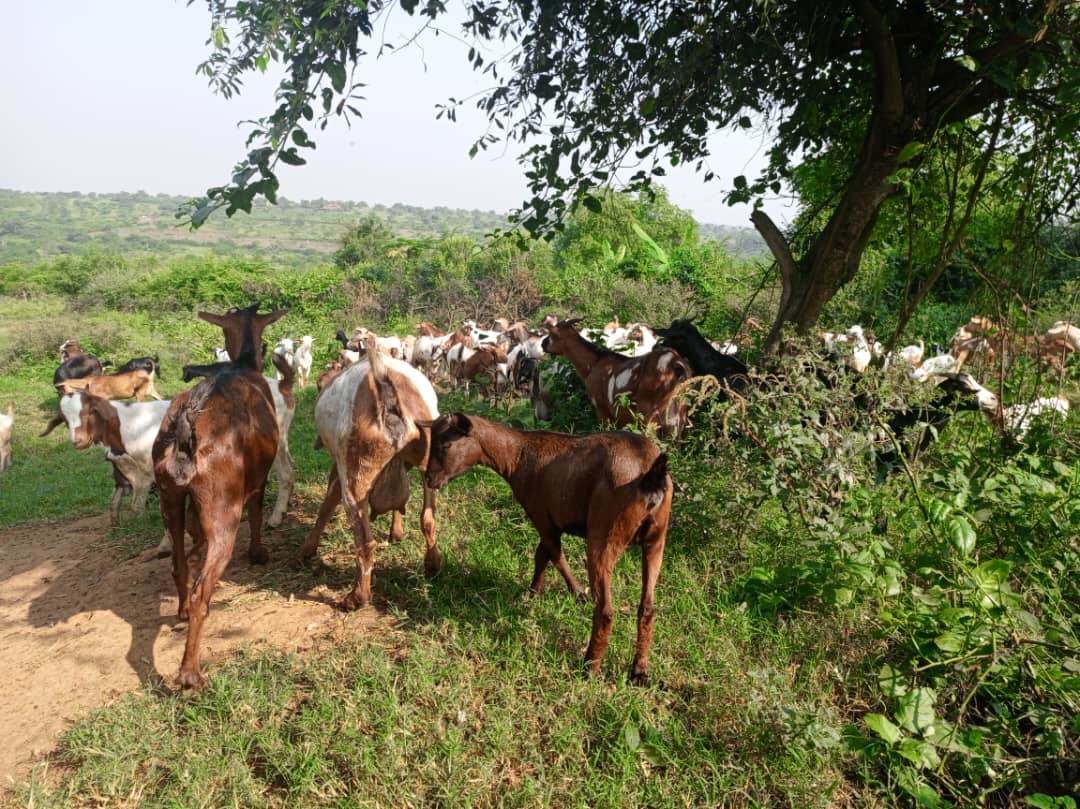 livestockinfor3's tweet photo. Endo and ectoparasites management is very key in profitable goat management. 
@ https://t.co/AB6UL2w8tz. https://t.co/RlHlbvz8o2