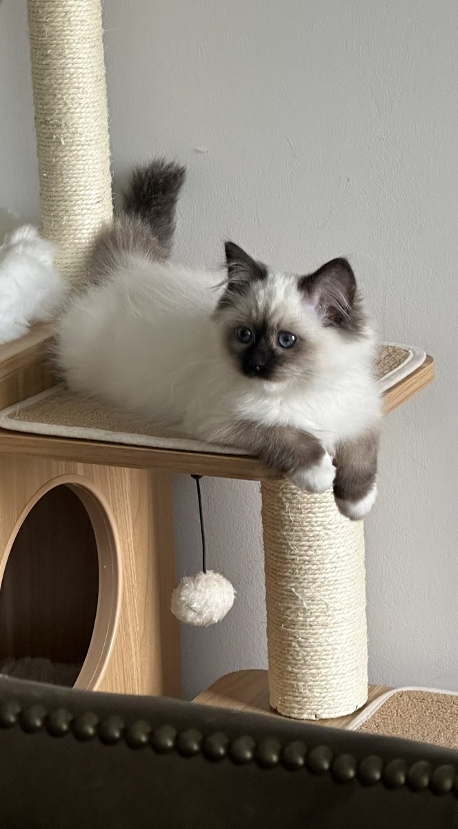 mssandman's tweet photo. Happy Caturday from Seamus! #Caturday #CatsOfTwitter #kittens #ragdoll https://t.co/1XU3DViVDY