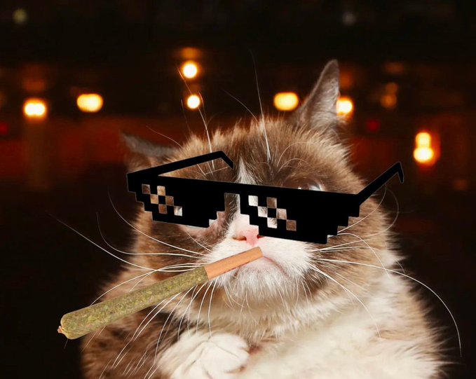 CandleKn1ght's tweet photo. @sp00n1cus Wtf
$TARDAR dont care

#GRUMPY4LIFE
@thegrumpycatsol https://t.co/asT5PTESjG