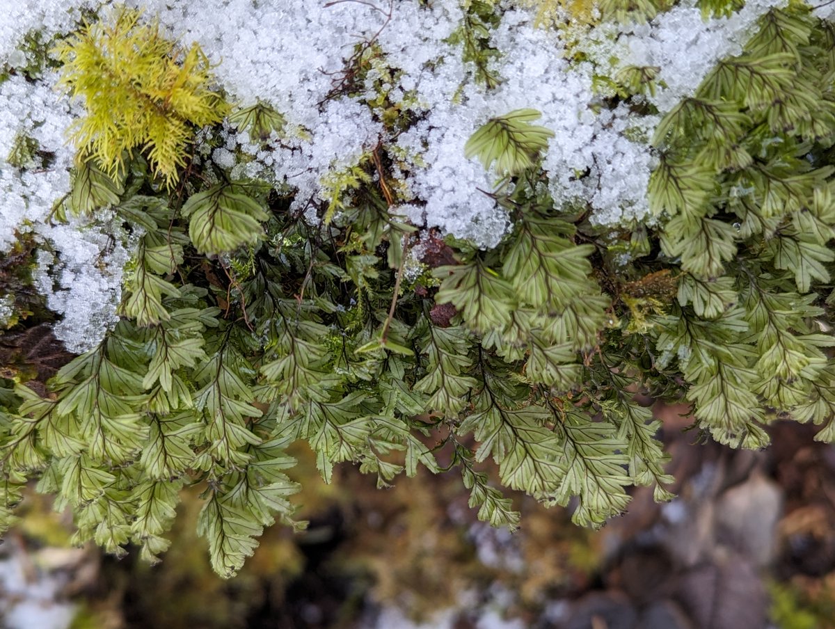 CathainDonncha's tweet photo. Successful expedition with @rayofoghlu &amp; @SarahBroderick_ to re-find Wilson’s filmy-fern at only known site on the Burren limestones, Poulavallan. Found here first in 1963 by the late Prof DA Webb who published his account in @InjJournal.  Seemingly not recorded here in over 50yr https://t.co/SaYl8E5JmO