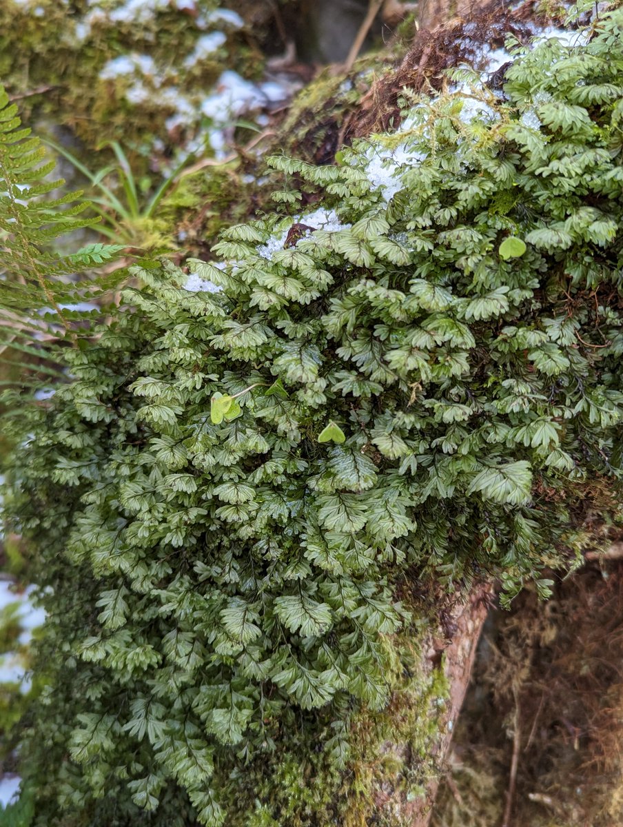 CathainDonncha's tweet photo. Successful expedition with @rayofoghlu &amp; @SarahBroderick_ to re-find Wilson’s filmy-fern at only known site on the Burren limestones, Poulavallan. Found here first in 1963 by the late Prof DA Webb who published his account in @InjJournal.  Seemingly not recorded here in over 50yr https://t.co/SaYl8E5JmO