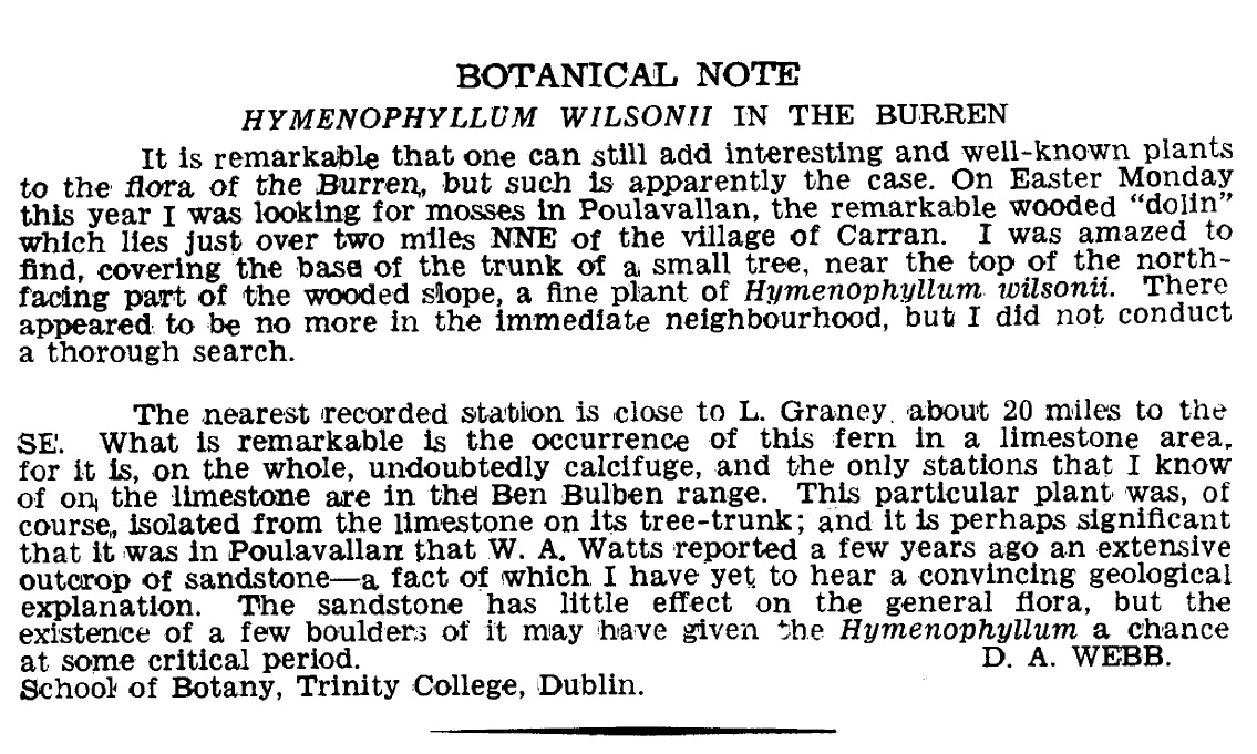 CathainDonncha's tweet photo. Successful expedition with @rayofoghlu &amp; @SarahBroderick_ to re-find Wilson’s filmy-fern at only known site on the Burren limestones, Poulavallan. Found here first in 1963 by the late Prof DA Webb who published his account in @InjJournal.  Seemingly not recorded here in over 50yr https://t.co/SaYl8E5JmO